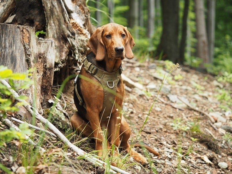 polish hound in the forest