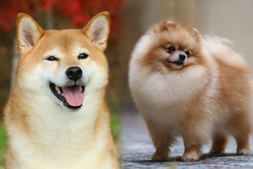 Pom-Shi (Pomeranian Shiba Mix) Superb Info, Pictures, Facts 22 pom shi