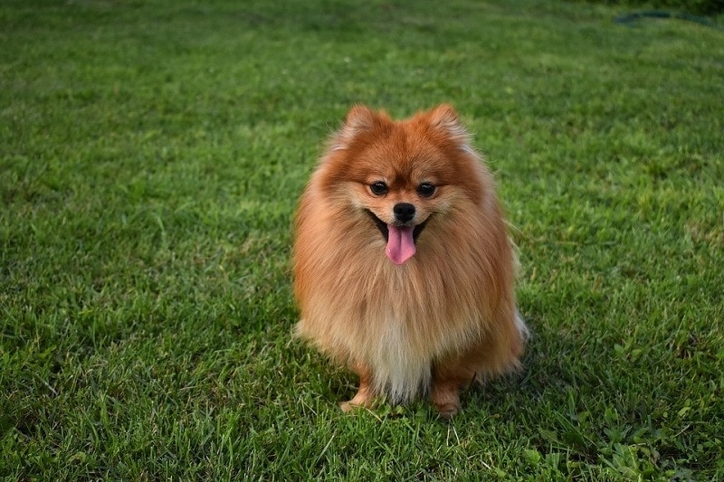 Pomeranian sitting in the grass