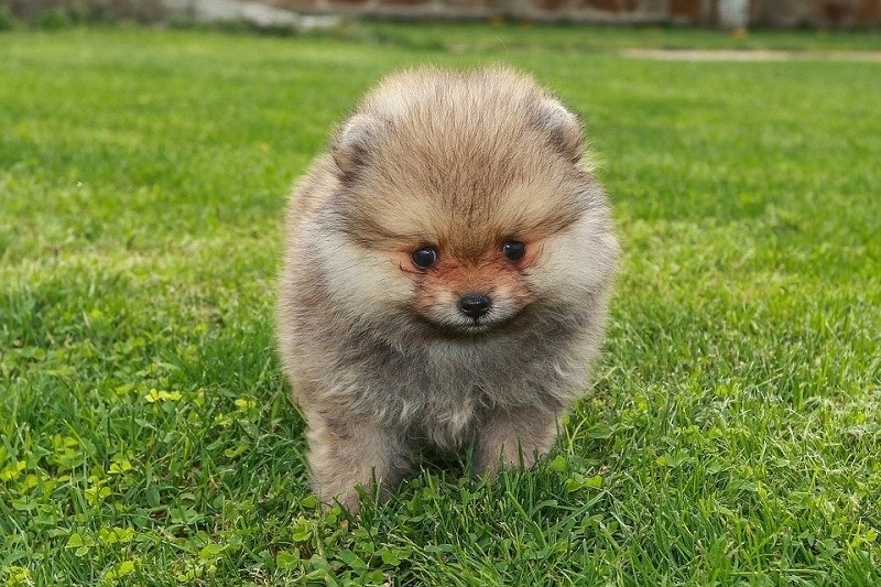 Are Pomeranians Hypoallergenic What You Need To Know Hepper