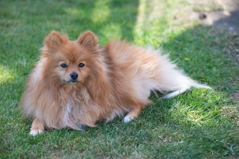 pomeranian dog lying on grass