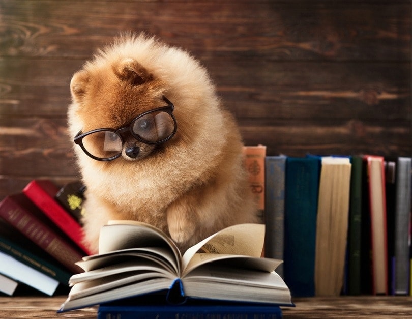 pomeranian dog with a book