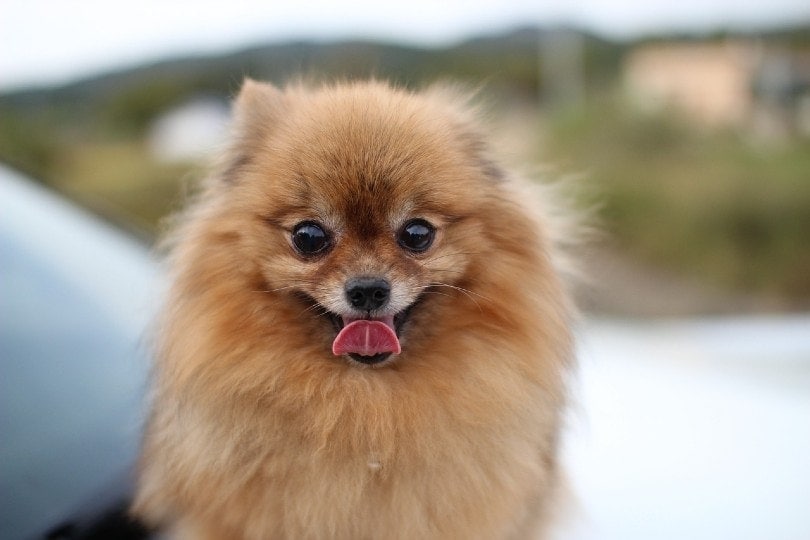 pomeranian dog with tongue out