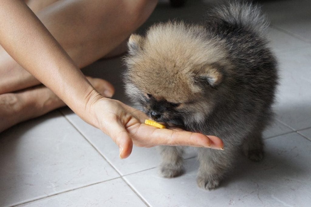 pomeranian eating a sliced mango