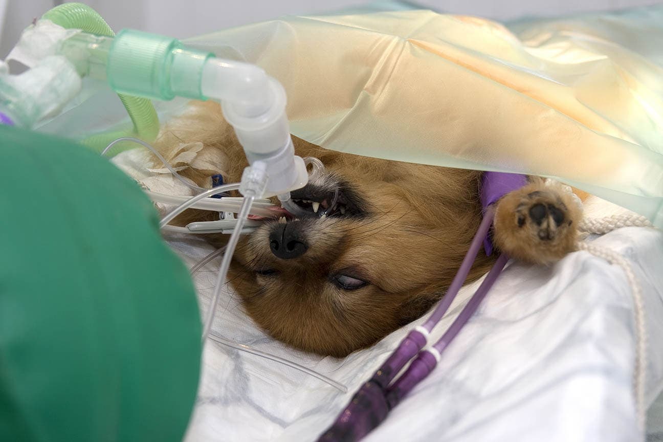 pomeranian having a caesarean operation