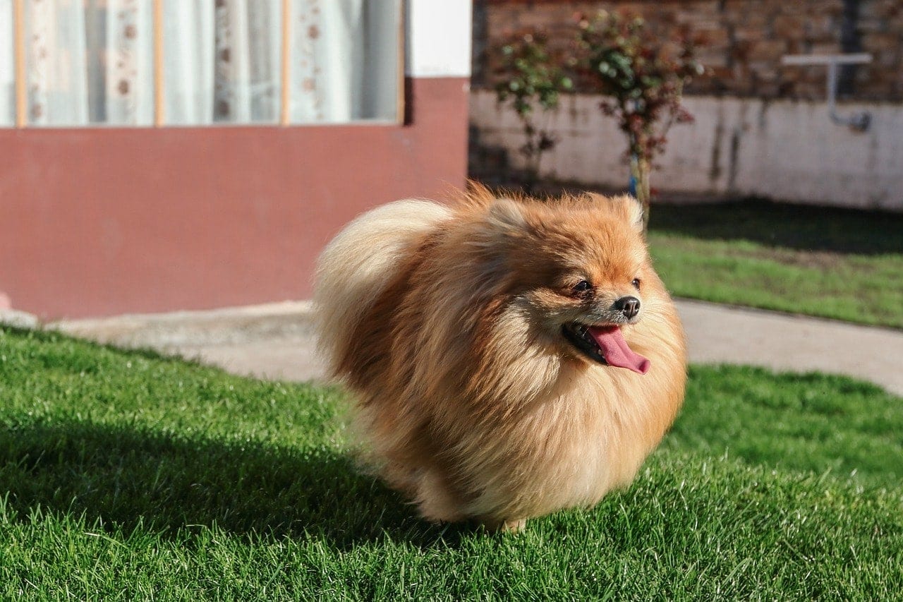 pomeranian in the grass