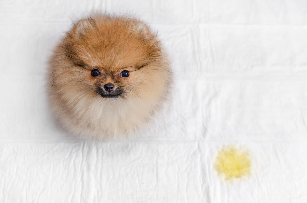 pomeranian peed in the bed