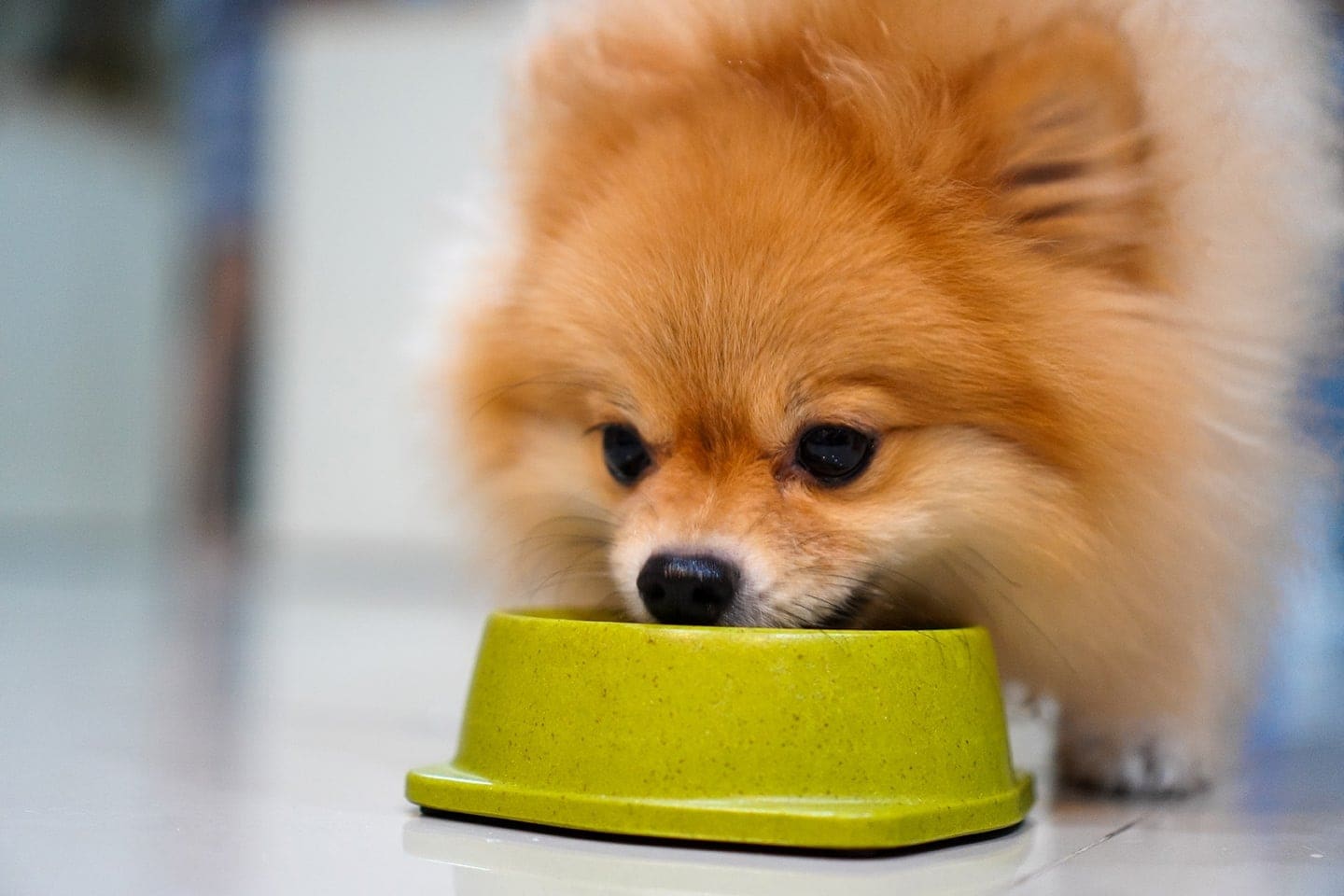 pomeranian puppy eating