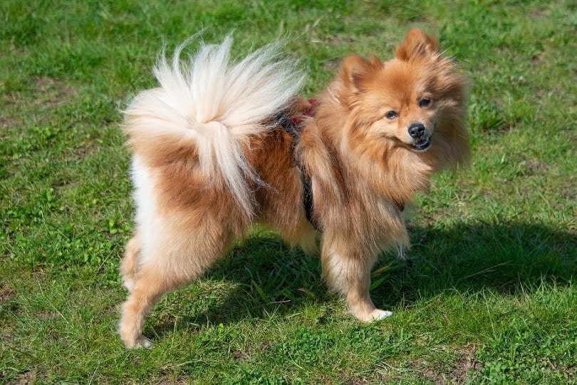 Volpino Italiano vs. Pomeranian: Choose the Right One for You! | Hepper