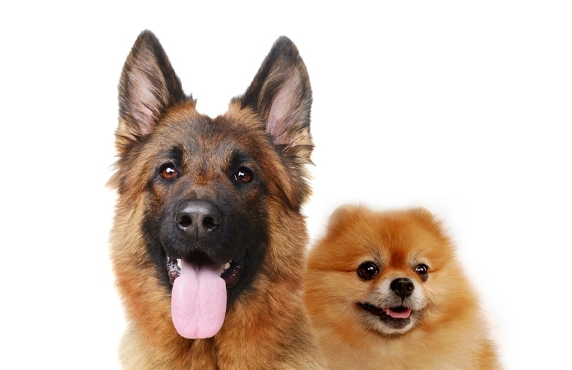 pomeranian spitz and german shepherd_Anna Aibetova_shutterstock