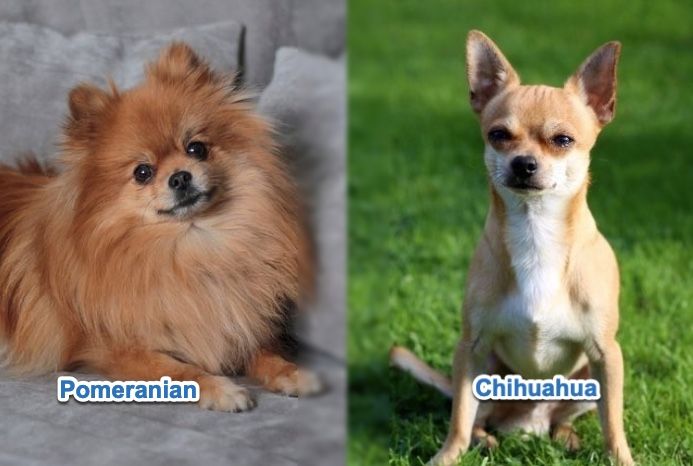 pomeranian-vs-chihuahua-