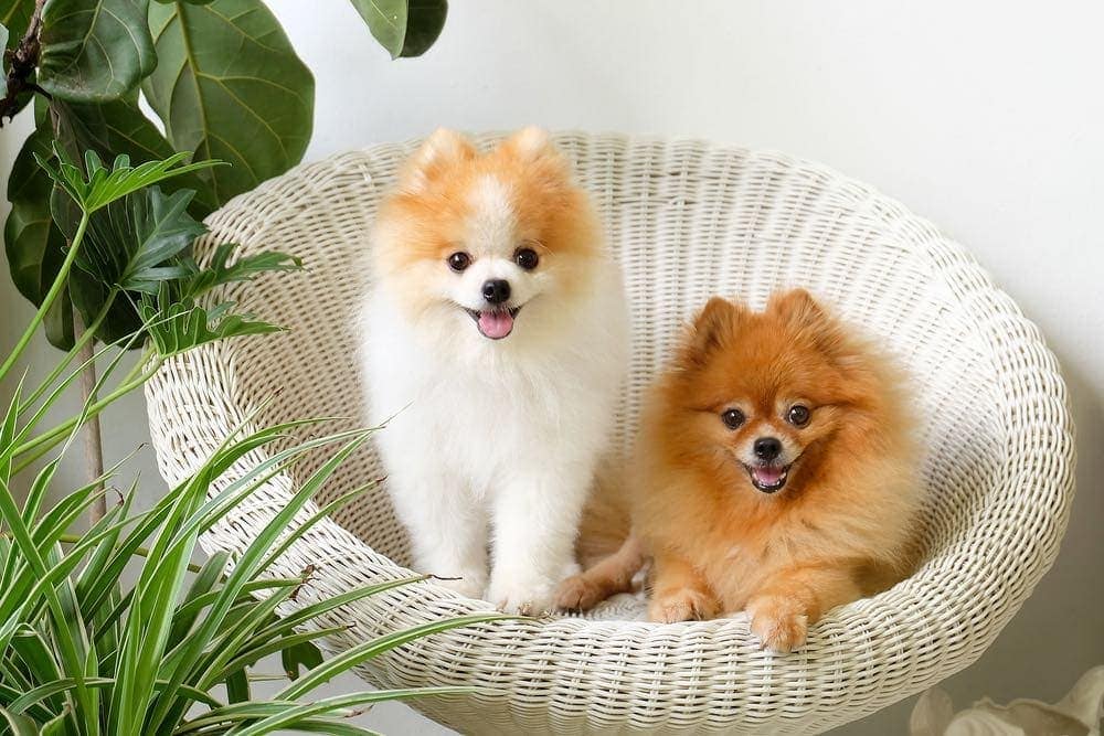 pomeranians on chair