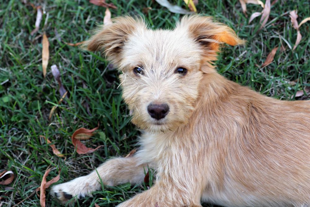 poo-shi poodle shiba inu in grass