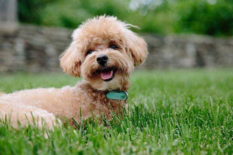 How Big Do Standard Poodles Get? Average Growth And Weight Chart | Hepper