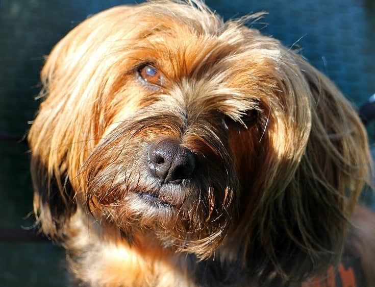 poodle Coonhound dog mix black tan coonoodle