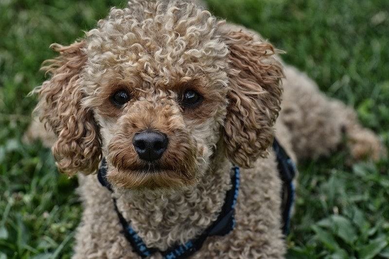 With all love to my 8-month old puppy, are toy poodles known to be as  intelligent as standard poodles? : r/poodles