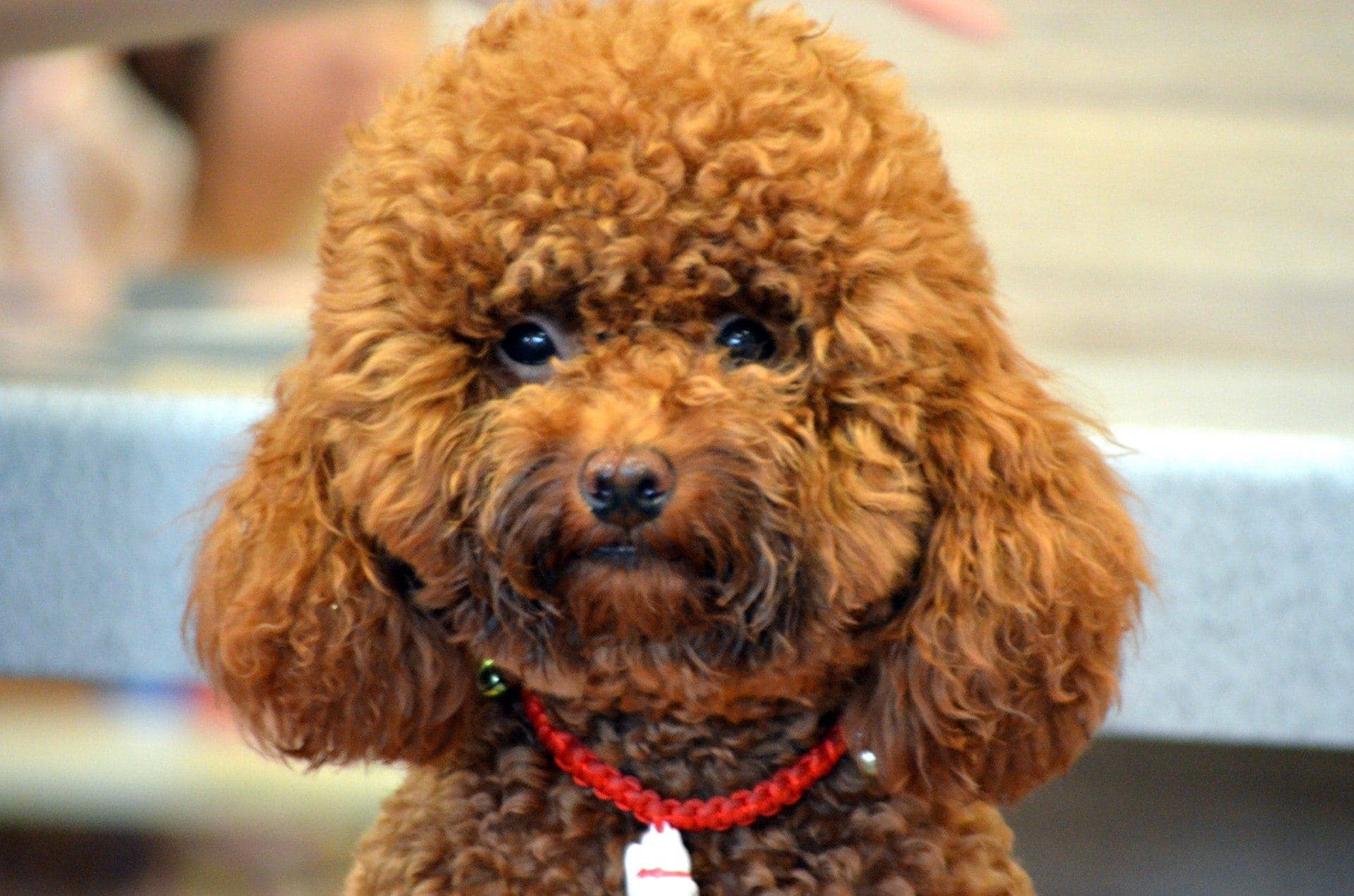 poodle breed