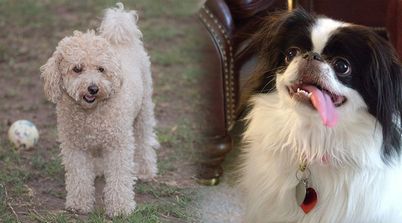 poodle japanese chin