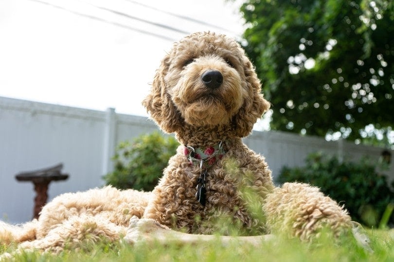 poodle lying on grass