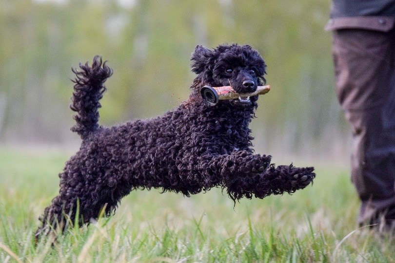 poodle playing fetch