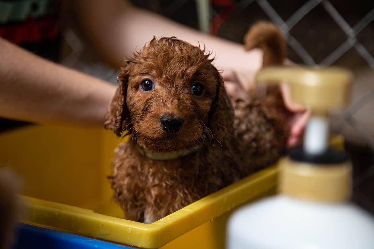 when can you give a puppy a bath