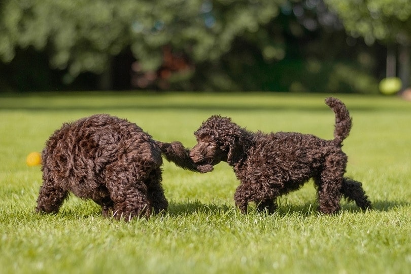 poodle puppies playing