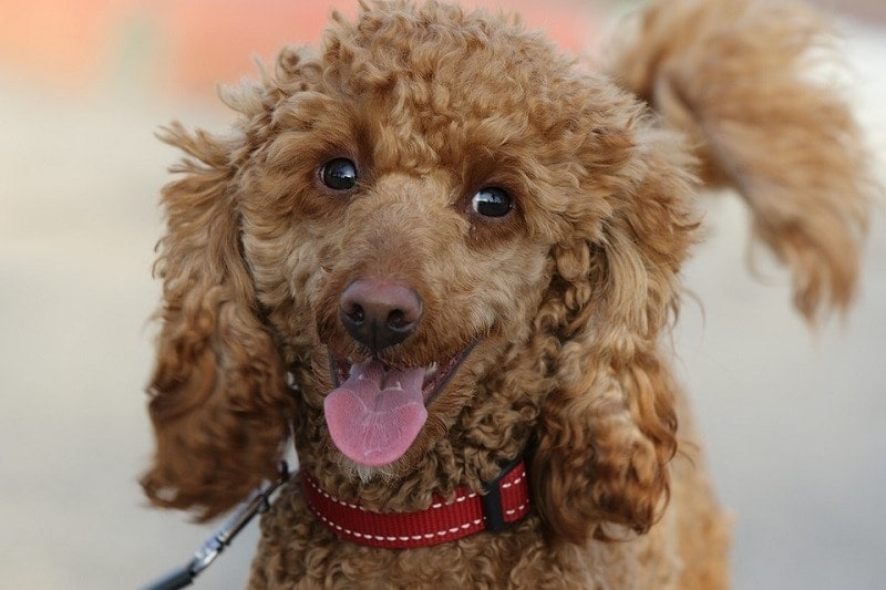 língua de poodle para fora