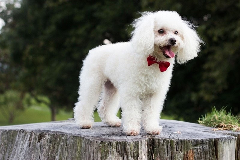 Dogs That Look Like Polar Bears