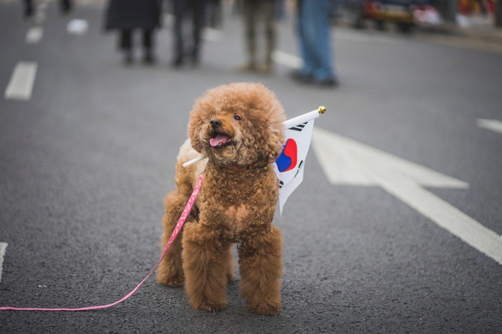 korean poodle with flag