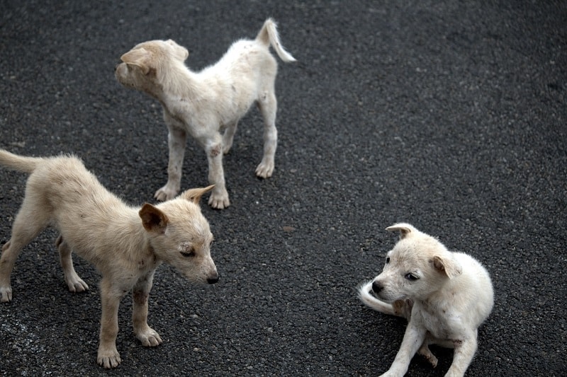 is it illegal to run a puppy mill