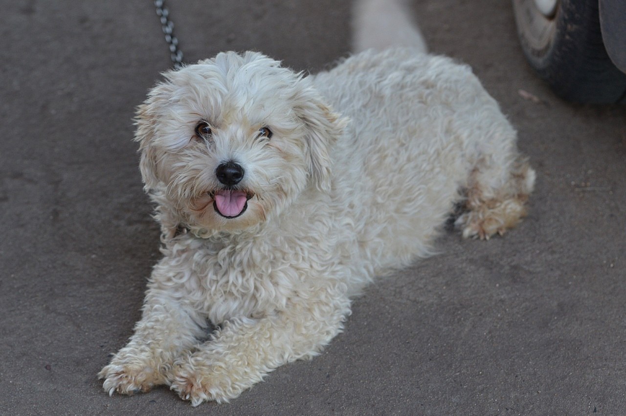 Poo Ton Poodle Coton de Tulear Mix Info Pictures