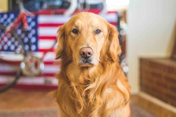 popular golden retriever usa flag