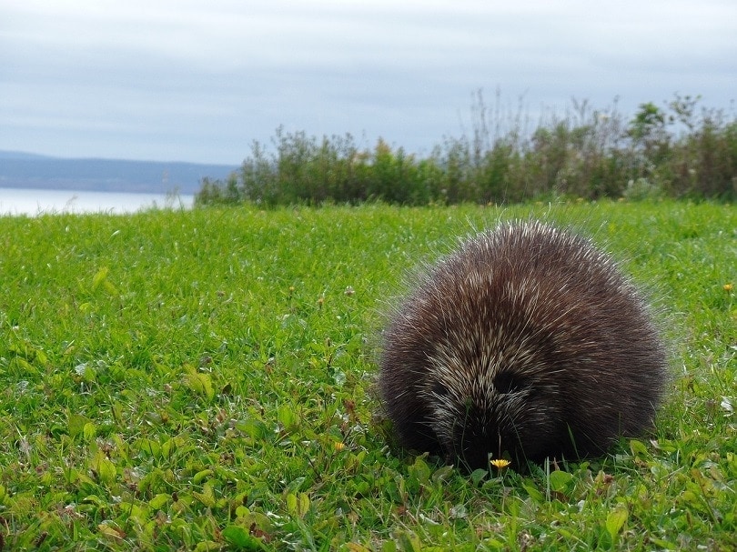 porcupine outside-pixabay