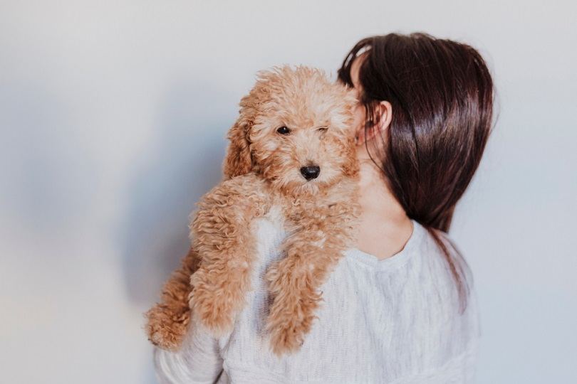 portrait of a Cute brown toy poodle with his young woman_eva_blanco_shutterstock