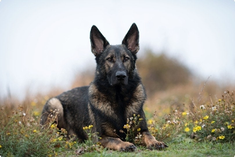 Black sable best sale german shepherd puppies