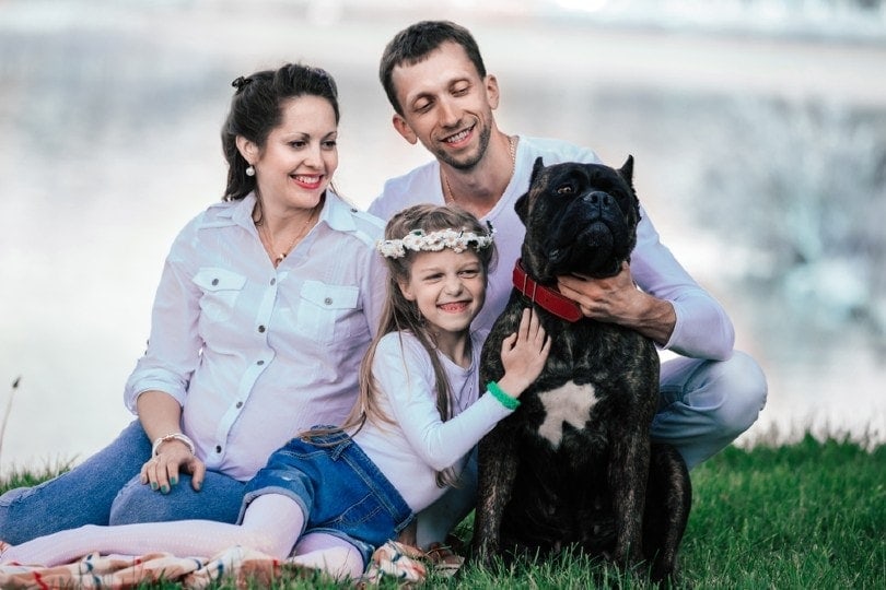 portrait of happy family with cane corso