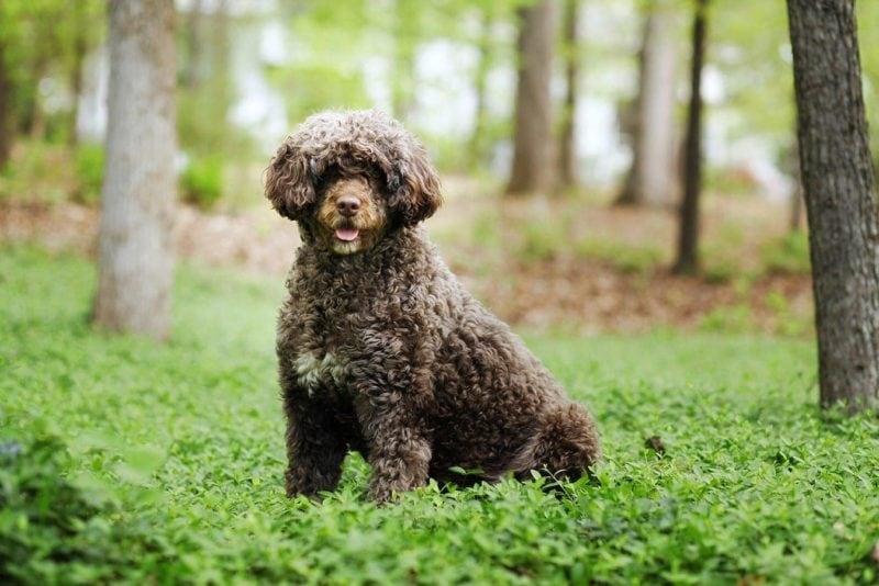 how much portuguese water dog