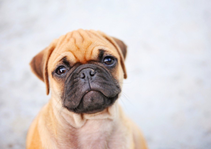 Box-A-Pug (Boxer & Pug Mix) Info, Pictures, Traits | Hepper.