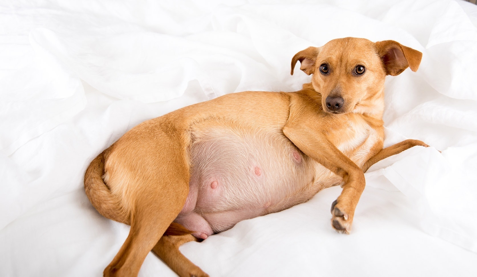 how can you tell if a dog is pregnant