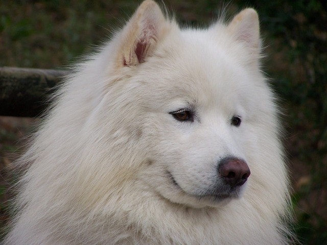 Samoyed