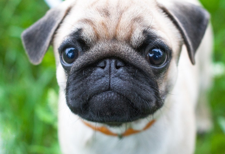 pug puppy
