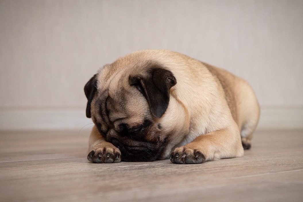 pug covering nose