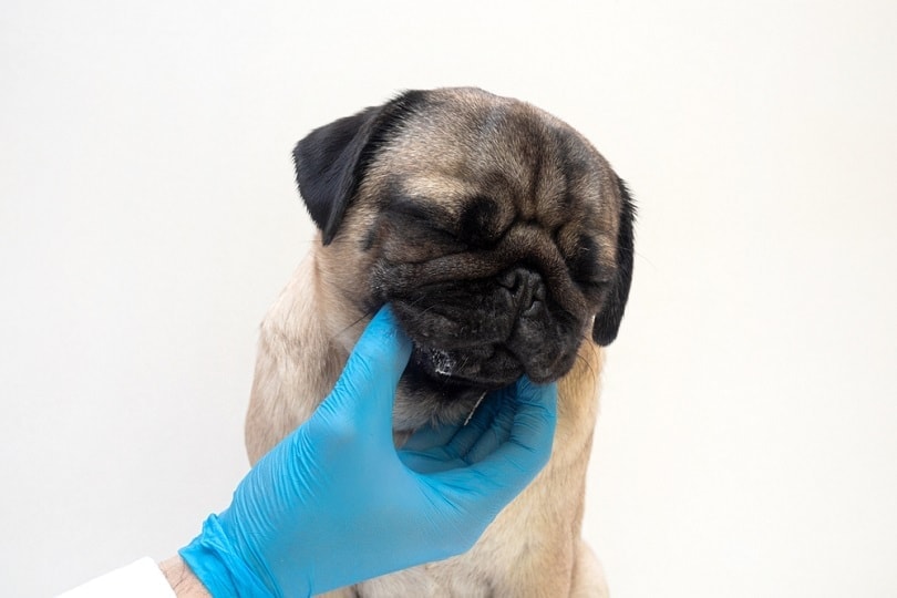 pug-dog-with-red-inflamed-wounds_Yekatseryna-Netuk_shutterstock