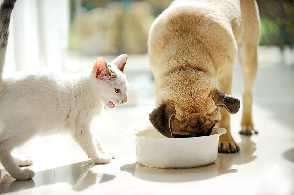 pug eating cat food