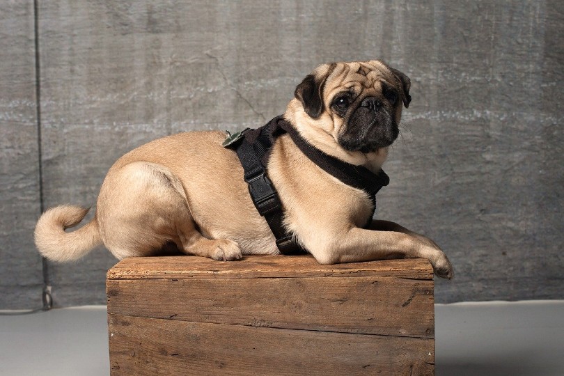 Pug puppies price range new arrivals