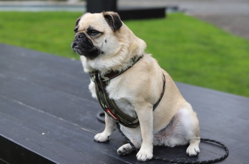 pug in a harness