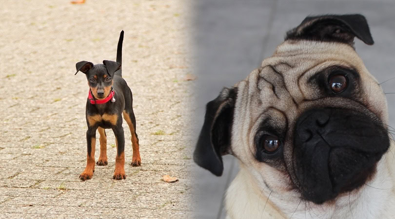 pug pinscher