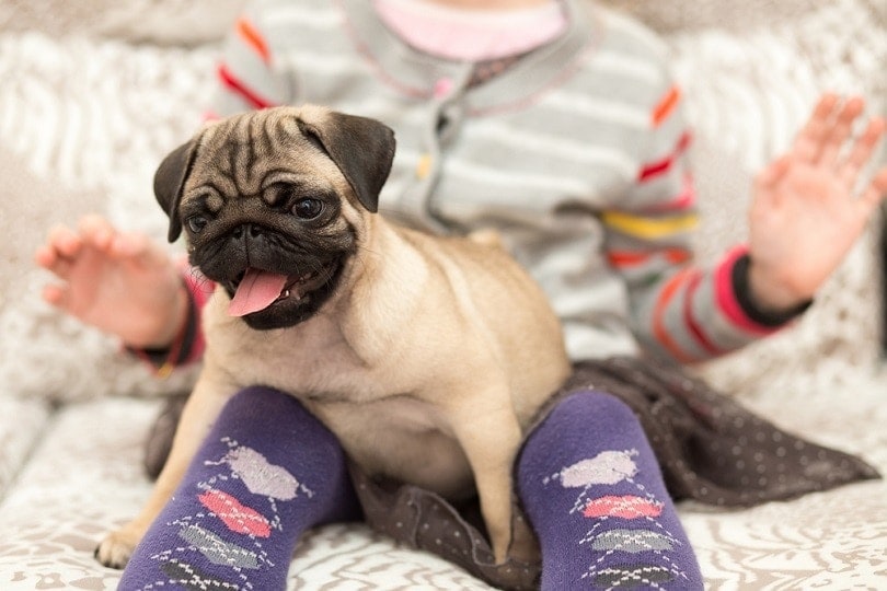 pug puppy playing with a girl