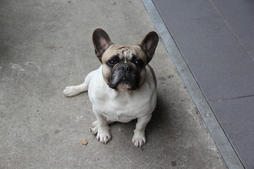 pug sitting while looking up
