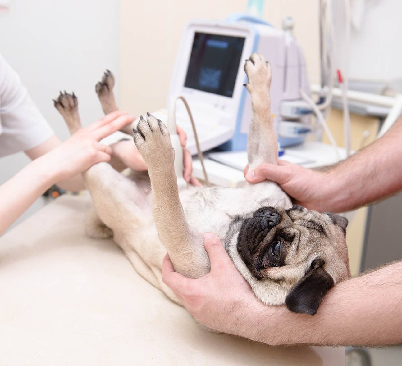 pug ultrasound
